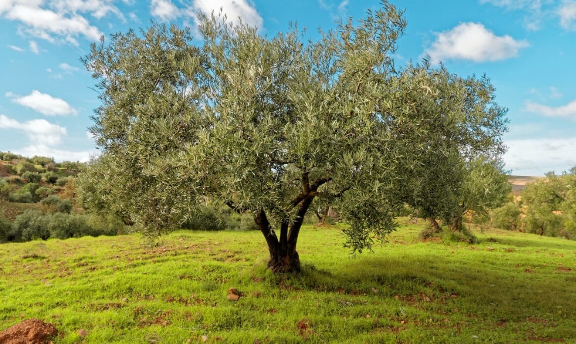 How Much Water Do Olives Need for Proper Watering?